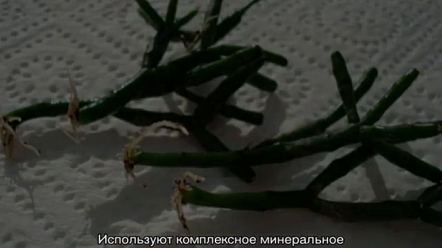 Цветок Хатиора — уход в домашних условиях