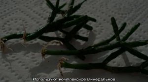 Цветок Хатиора — уход в домашних условиях