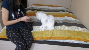 Как научить кота давать лапу? Дрессировка котов