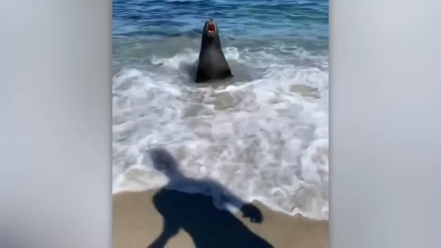 Я Бы и Сам Не Поверил, Но Это Видео Удалось Снять На Камеру смотреть онлайн