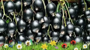 Смородина черная Ядреная ? Обзор: посадка и уход. крупномеры смородины: описание и особенности