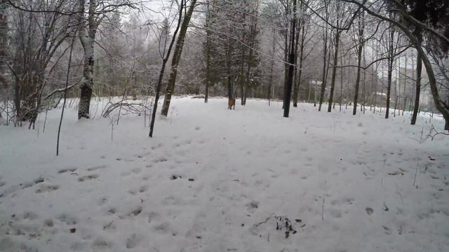 Боксёрская тусовка