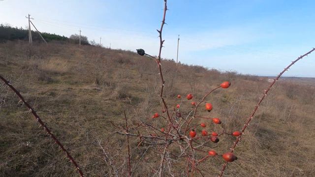 Переезд в Крым Покупка участка у моря Захватывающее путешествие по селу смотреть онлайн