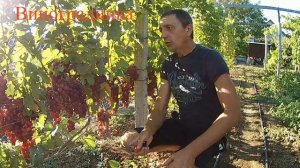 Виноград Пестрый 2020г