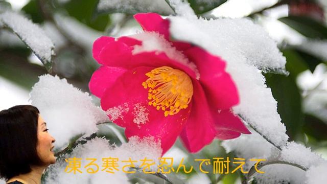 雪椿のうた (Japanese song for a snow camellia )／渡　健 смотреть онлайн