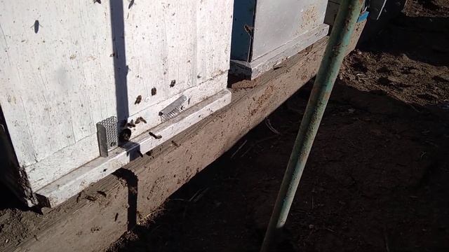 РАНЕЕ РАЗВИТИЕ ПЧЁЛ ПО МЕТОДУ БЛИНОВА смотреть онлайн