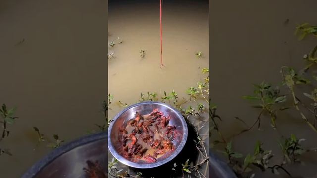 Hiburan Cari Udang #mancing смотреть онлайн