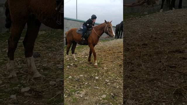 скотный рынок Чечня курчалой 3.04.21 смотреть онлайн