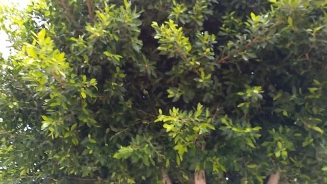 Дорога в большой Мигрос (Antalya Migros Shopping Mall)