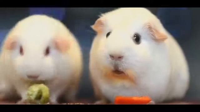 Кулинарный медиа канал смотреть онлайн