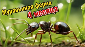МУРАВЬИНАЯ ФЕРМА. Messor structor (Муравьи-жнецы). 4 Месяца колонии