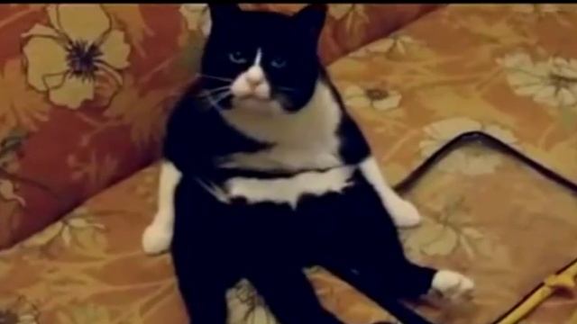 Весёлые животные? смотреть онлайн