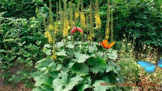 Бузульник обыкновенный Вильсона buzulnik-vilsona ? обзор: как сажать саженцы бузульника Вильсона