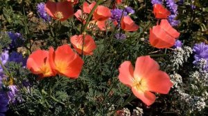 Эшшольция. Очень нежный и изящный цветок.