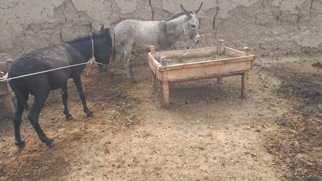 Коні Ваговози.Пробуєм Парувати Поліну.ЗновуПоліну.Знову невдало.Жеребець Рубін на Продаж та Паровку смотреть онлайн