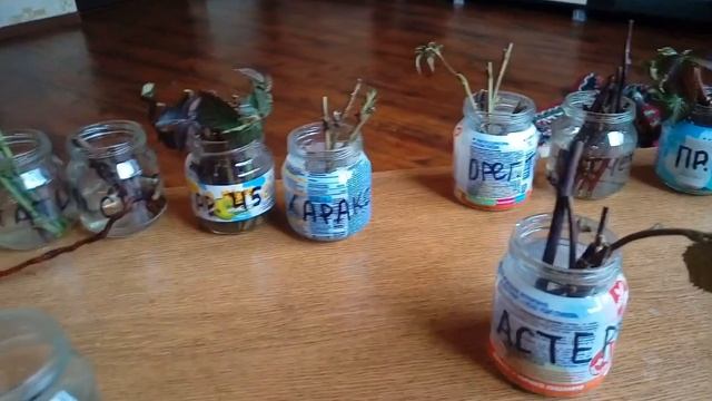 Размножение ежевики и малины зелеными черенками. смотреть онлайн