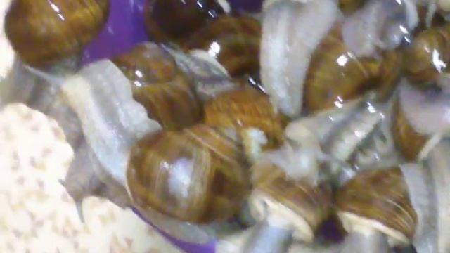 Как приготовить улиток в домашних условие смотреть онлайн