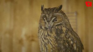 Yell TV Ufa @ Контактный зоопарк "Лесное посольство"