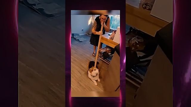 Копибарки и Собачки смотреть онлайн