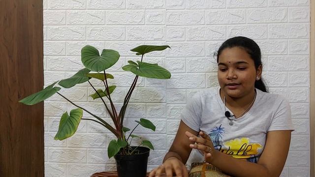Maggy Plant | Homalomena Rubescens Care | Propagation | Indoor Plant | Chennai Garden & Decor