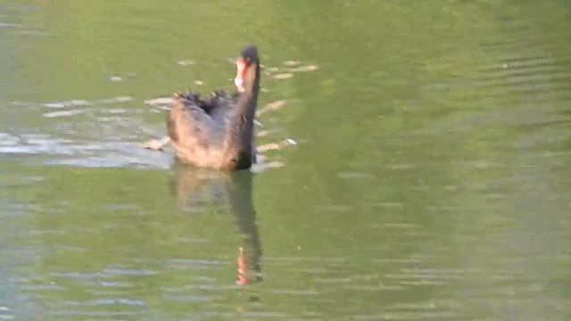 Russian Black swan Чёрный лебедь смотреть онлайн