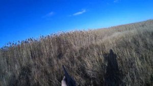 Охота с гончими по камышу.