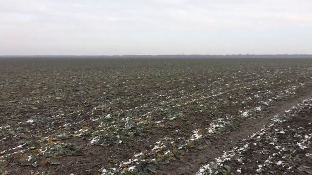 Начали кормить рапс селитрой смотреть онлайн