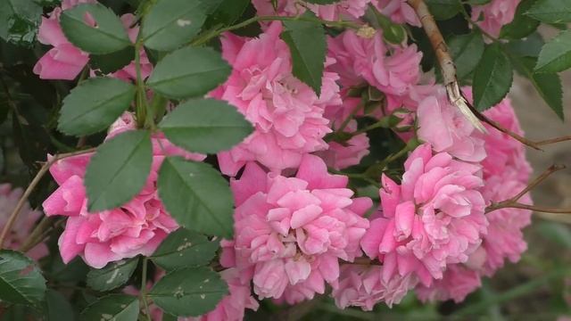 Цветут лилии и роза смотреть онлайн