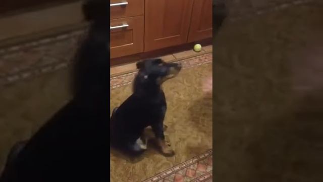 Умнее всех! Немецкий пинчер 4 месяца смотреть онлайн