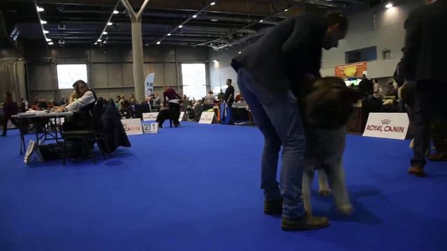 Milanovskii Rod Bravura (BOB) - DUO CACIB BRNO 2. february 2019 смотреть онлайн