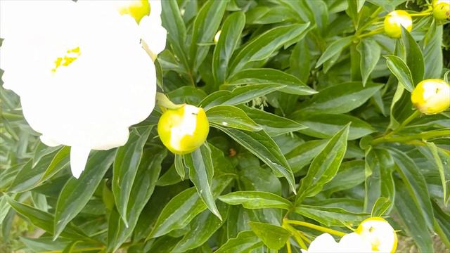 Piwonia chińska - Paeonia lactiflora смотреть онлайн