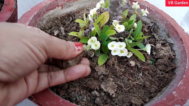 Grow Succulent Euphorbia milli Flowering plant by cutting | Summer Care of Euphorbia milli plant смотреть онлайн