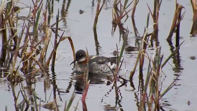 Круглоносый плавунчик смотреть онлайн