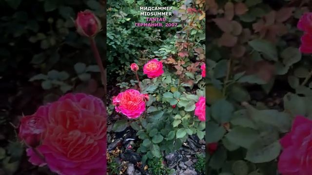 Роза Мидсаммер в моем саду 15.09.21. Tantau, 2007, Германия, Midsummer Rose in my garden. #Shorts, смотреть онлайн