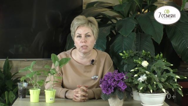 ОСНОВНЫЕ ПРОБЛЕМЫ РАССАДЫ БАКЛАЖАН! смотреть онлайн