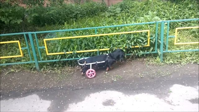 Инвалидные коляски Animal Mobile для собак с ограниченной подвижностью. смотреть онлайн