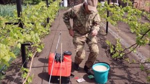 Виноград. Вторая обработка по пятому листу весной