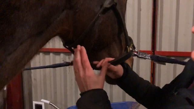 Submandibular lymph nodes in the horse смотреть онлайн