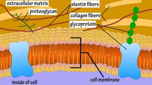 Extracellular Matrix And Interstitial Fluid - What Is The Extracellular Matrix.mp4