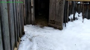 Мои раздумья.  Всё про гусей.