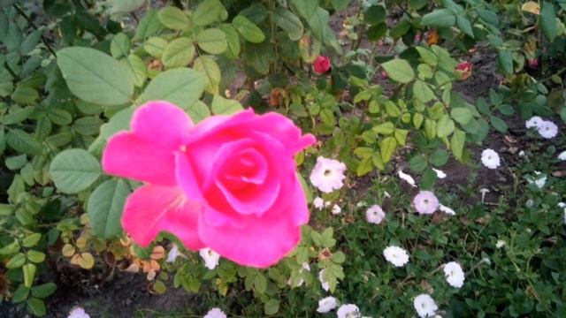 Яркие краски осени /Bright colors of autumn смотреть онлайн