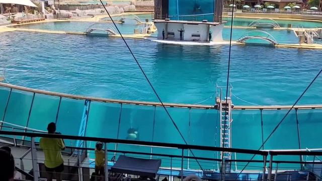 Tour Marineland Antibes France смотреть онлайн