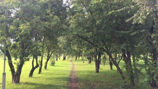 Бирюлево Западное: ПАО "Россети Московский регион" вырубает Фруктовый парк смотреть онлайн