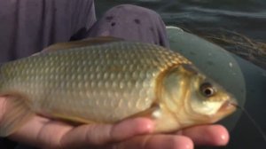 Ловля карася с лодки на поплавок. My fishing