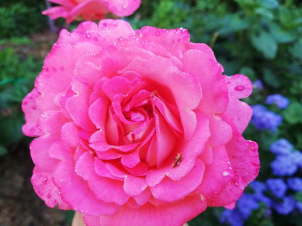 ЗАКАЗ САЖЕНЦЕВ. ЯПОНСКИЕ РОЗЫ смотреть онлайн