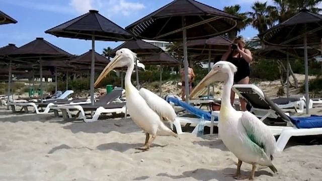 Пеликаны на пляже Nissi beach в Кипре смотреть онлайн