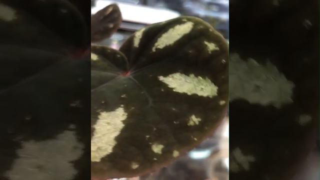 Begonia species (b05) смотреть онлайн