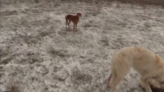 [18+]  Охота с РПБ и салюки. Ставропольский край. Декабрь 2016.