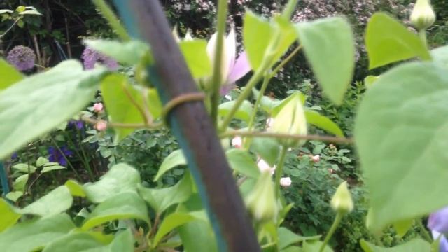 Клематис Blue Light !!!Необычный роскошный сорт !!! Цветение смотреть онлайн