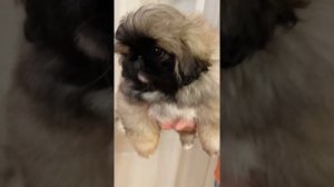 Щенок пекинеса 2 месяца  Доступна для бронирования девочка Королева Мира❤️